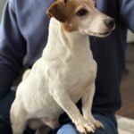 smooth coat Jack Russell puppies