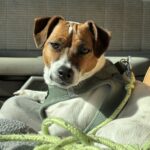 smooth coat Jack Russell puppies