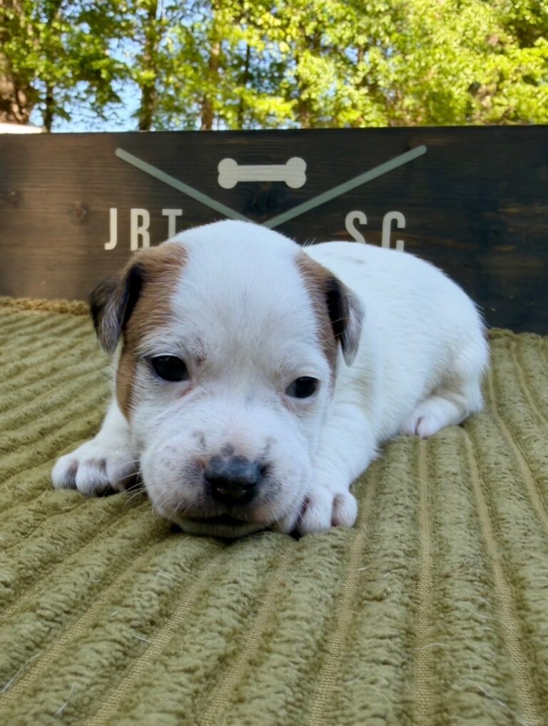 Jack Russell puppies for sale