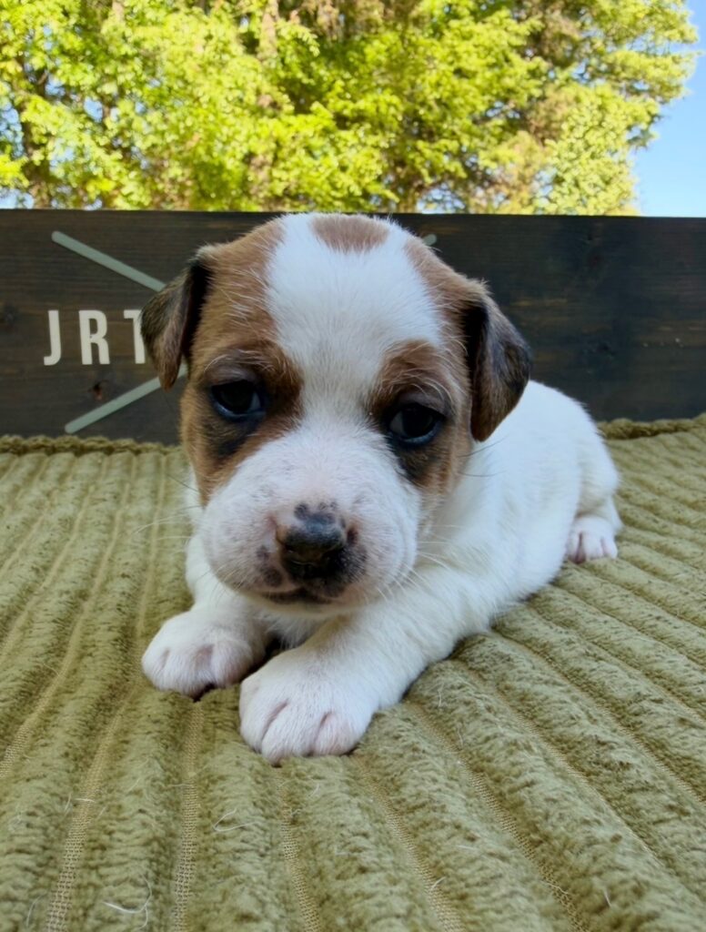 Jack Russell puppies for sale