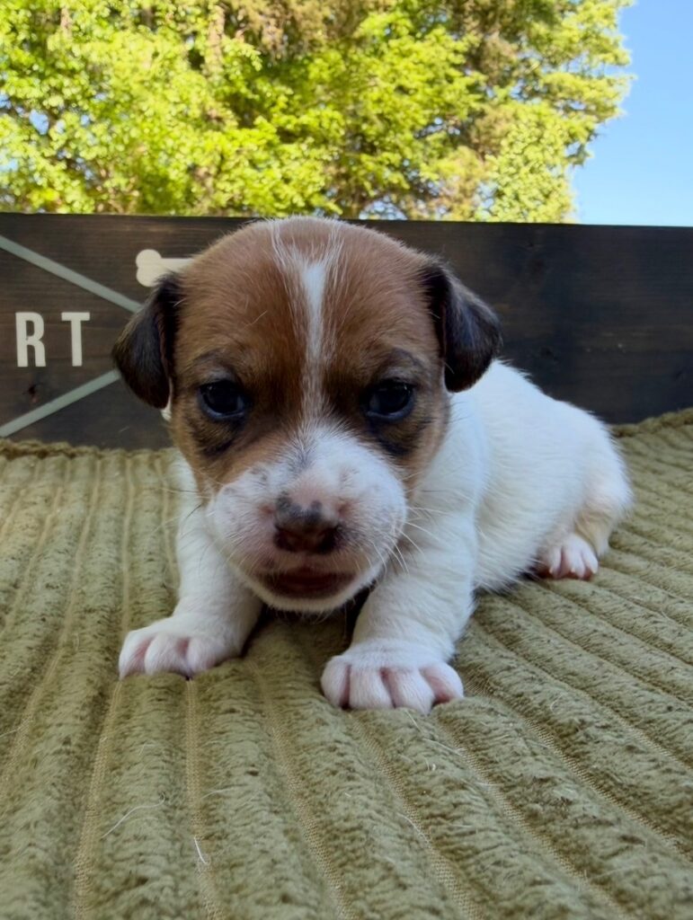 Jack Russell puppies for sale
