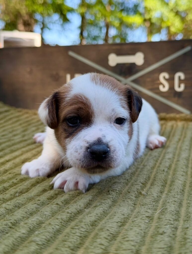 Jack Russell puppies for sale
