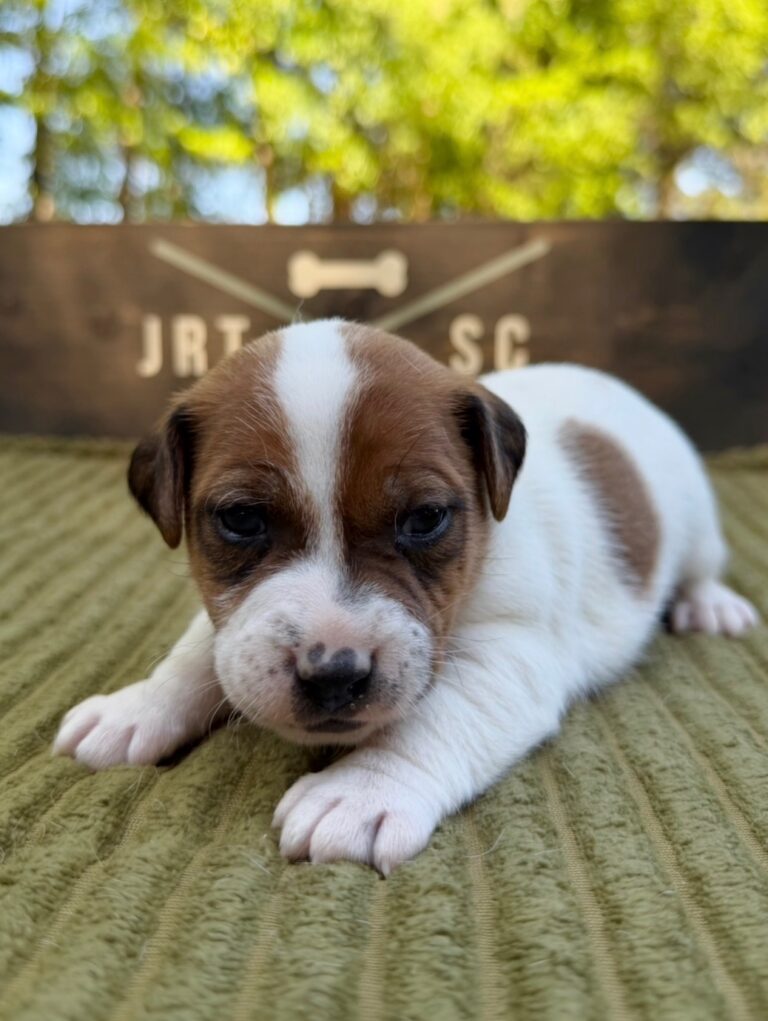 Jack Russell puppies for sale