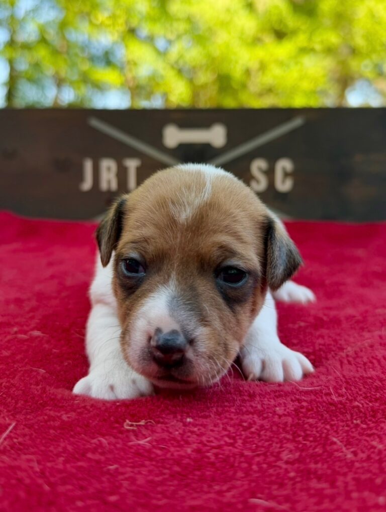 smooth coat Jack Russell puppies for sale