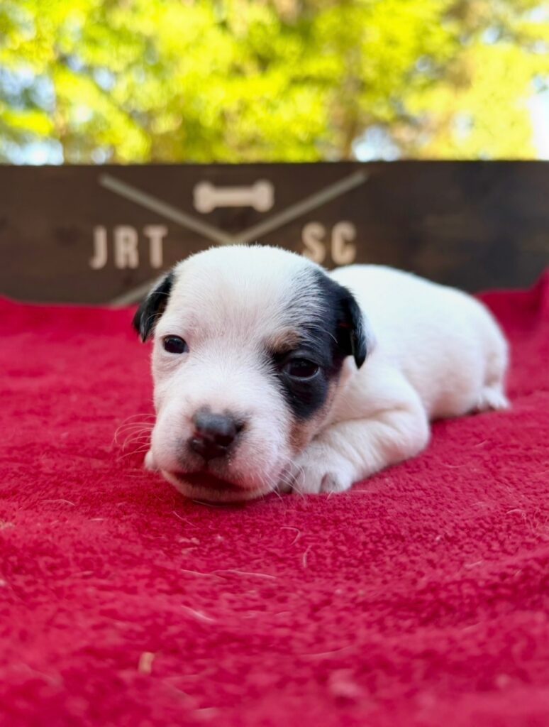smooth coat Jack Russell puppies for sale