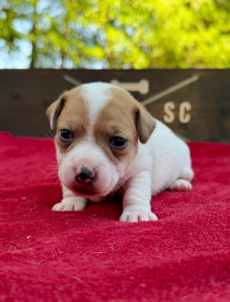 smooth coat Jack Russell puppies for sale