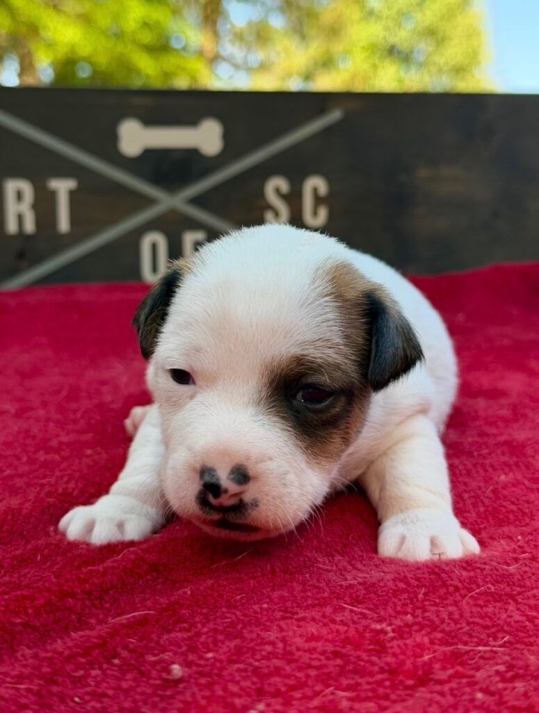 smooth coat Jack Russell puppies for sale