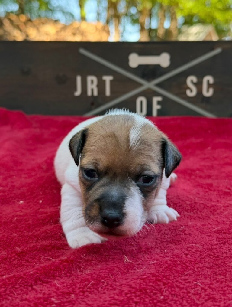 smooth coat Jack Russell puppies for sale