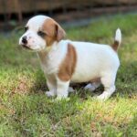 jack-russell-terrier-puppies