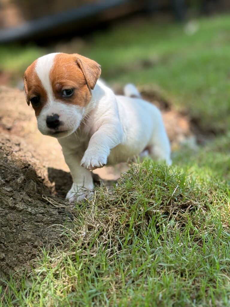 Jack Russell puppies for sale