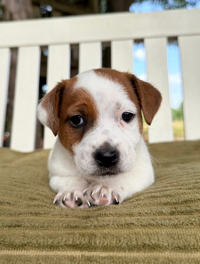 smooth coat Jack Russell puppies for sale