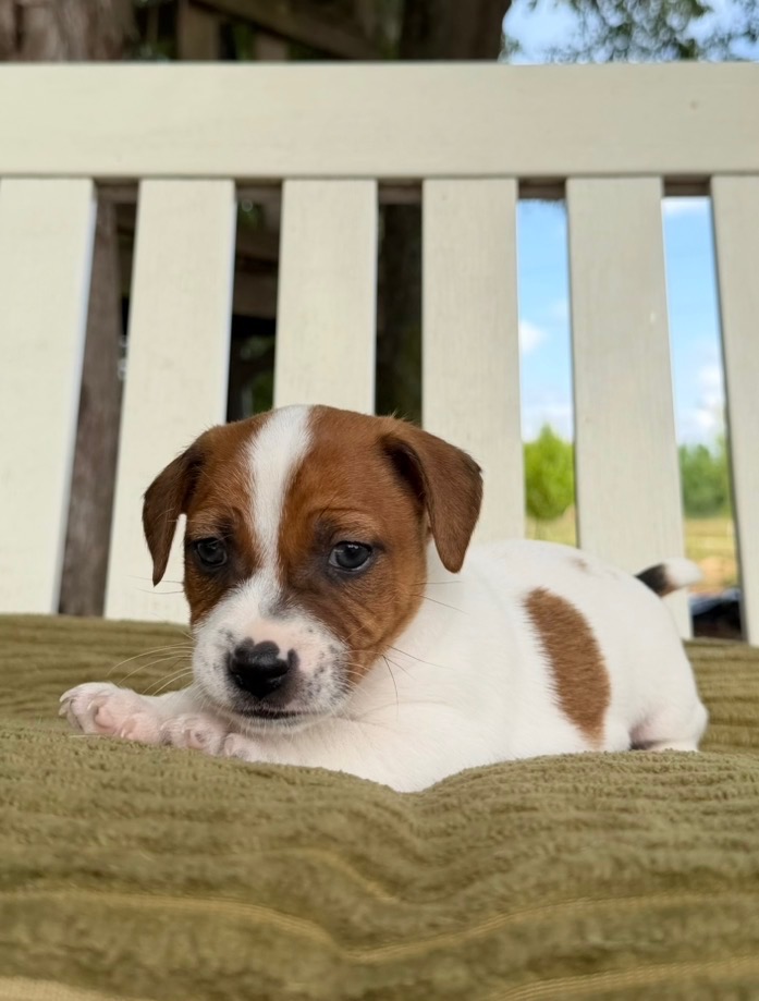 smooth coat Jack Russell puppies for sale