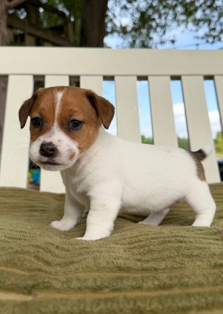 smooth coat Jack Russell puppies for sale