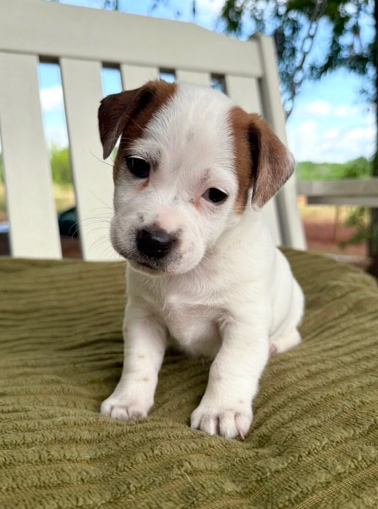 smooth coat Jack Russell puppies for sale