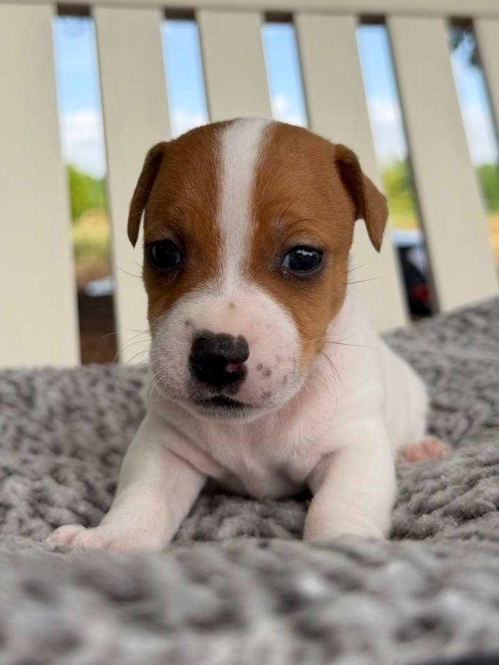 jack-russell-terrier-puppies