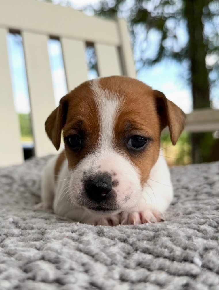 jack-russell-terrier-puppies
