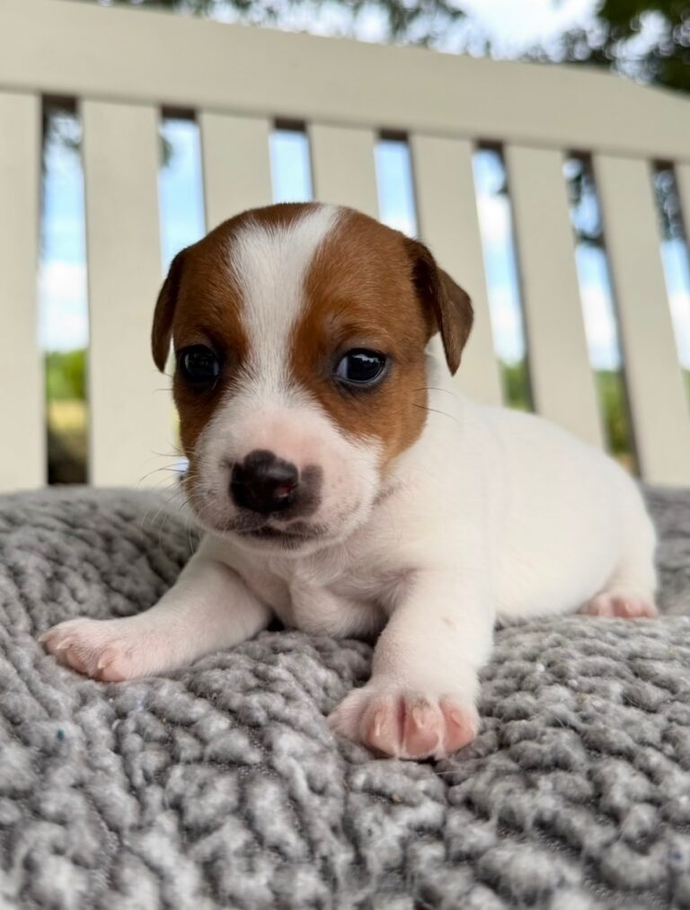 jack-russell-terrier-puppies