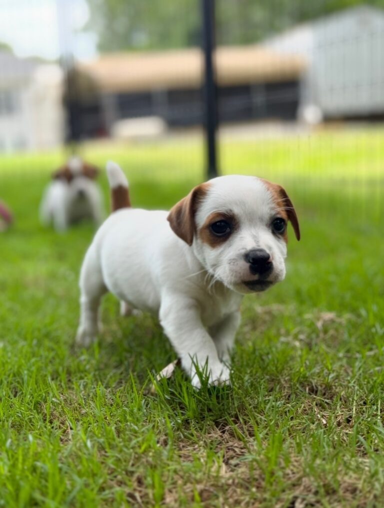 jack-russell-terrier-puppies