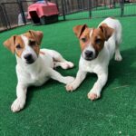 jack-russell-terrier-puppies