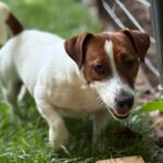 jack-russell-terrier-puppies