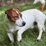 jack-russell-terrier-puppies