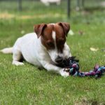 jack-russell-terrier-puppies