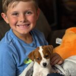 jack-russell-terrier-puppies