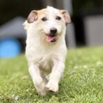 jack-russell-terrier-puppies