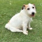 jack-russell-terrier-puppies