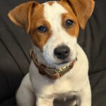 jack-russell-terrier-puppies