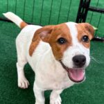 Jack Russell Terrier puppies for sale