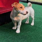 Jack Russell Terrier puppies for sale