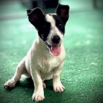 jack-russell-terrier-puppies