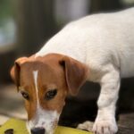 jack-russell-terrier-puppies