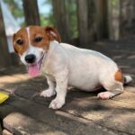 jack-russell-terrier-puppies