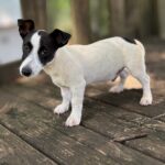 jack-russell-terrier-puppies