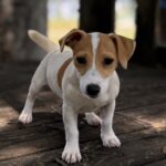 Jack Russell Terrier puppies for sale
